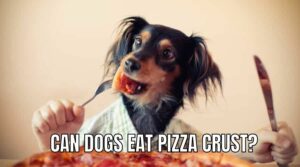 Can Dogs Eat Pizza Crust? Can pizza crust kill dogs?