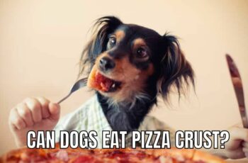 Can Dogs Eat Pizza Crust? Can pizza crust kill dogs?